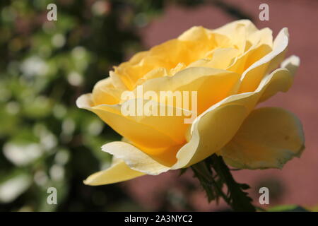 Perfetta estate giallo bocciolo di rosa in fiore nel giardino. Foto Stock