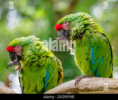 Coppia di macaws militari verdi sedettero sul ramo busily pulendo le loro punte in synch. Foto Stock