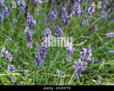 Primo piano della api sciamare intorno a fiori di lavanda in Provenza. Foto Stock