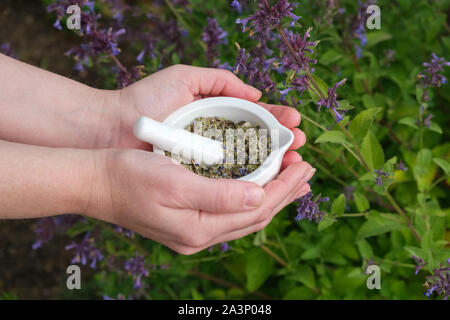 La donna tiene nelle sue mani un mortaio di erbe medicinali. Fioritura nepitella, erba gatta o Nepeta cataria fiori su sfondo. Foto Stock