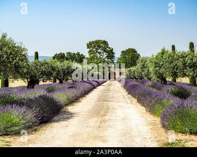 Splendida fioritura di lavanda lungo la strada fiancheggiata italiana con cipressi Foto Stock