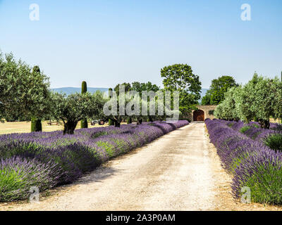 Splendida fioritura di lavanda lungo la strada fiancheggiata italiana con cipressi Foto Stock