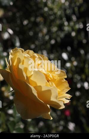 Perfetta estate giallo bocciolo di rosa in fiore nel giardino. Foto Stock