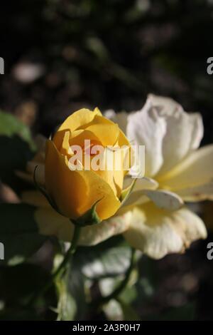 Perfetta estate giallo bocciolo di rosa in fiore nel giardino. Foto Stock
