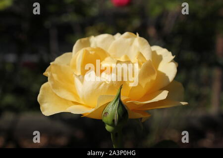 Perfetta estate giallo bocciolo di rosa in fiore nel giardino. Foto Stock