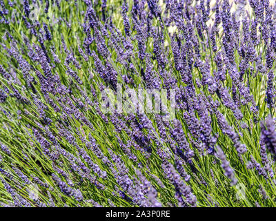 Primo piano della api sciamare intorno a fiori di lavanda in Provenza. Foto Stock