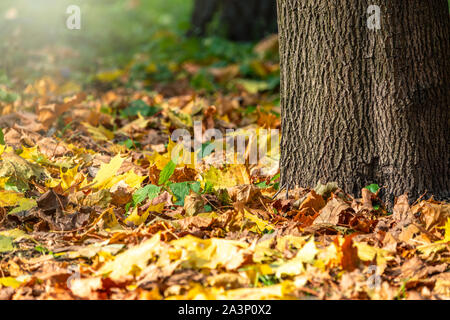 Arancio e giallo caduta foglie sotto un albero. Autunno sfondo con foglie essiccate al sole. Foto Stock
