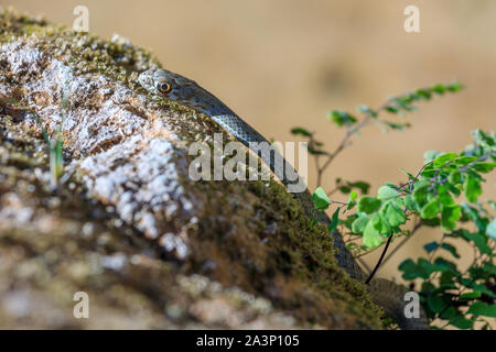 Immagine ravvicinata di un giovane Montpellier snake, Malpolon monspessulanus. Foto Stock