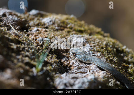 Immagine ravvicinata di un giovane Montpellier snake, Malpolon monspessulanus. Foto Stock