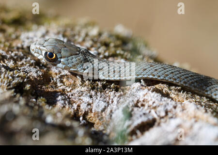 Immagine ravvicinata di un giovane Montpellier snake, Malpolon monspessulanus. Foto Stock