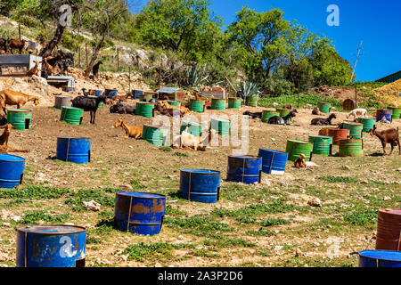 Capre vicino a Algodonales nella provincia di Cadice, Andalusia, Spagna Foto Stock