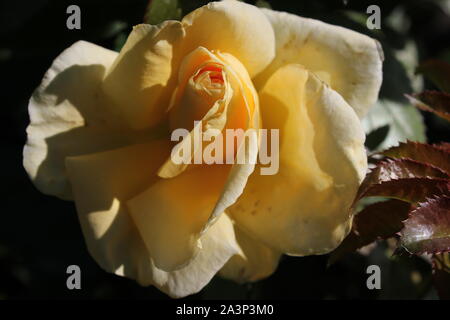 Perfetta estate giallo bocciolo di rosa in fiore nel giardino. Foto Stock