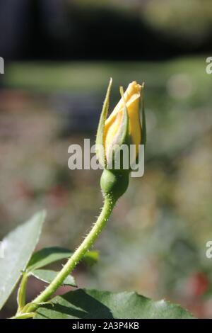 Perfetta estate giallo bocciolo di rosa germogliando nel giardino soleggiato. Foto Stock