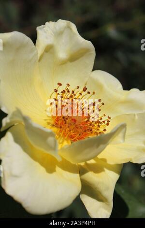 Perfetta estate giallo bocciolo di rosa in fiore nel giardino. Foto Stock