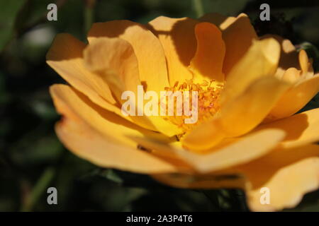Perfetta estate giallo bocciolo di rosa in fiore nel giardino. Foto Stock