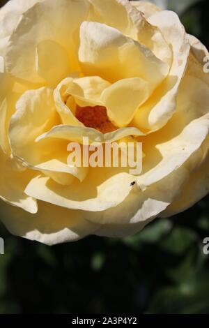 Perfetta estate giallo bocciolo di rosa in fiore nel giardino. Foto Stock