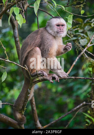 Bianco-scimmia cappuccino fronted (Cebus albifrons), Copalinga, Parco Nazionale Podocarpus, Zamora, Ecuador Foto Stock