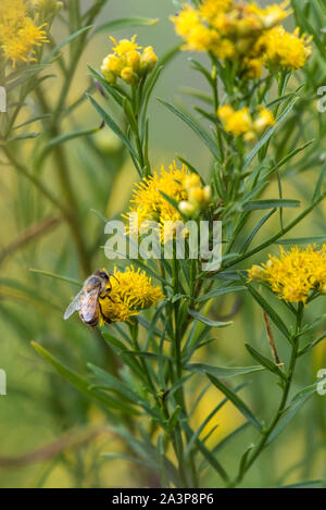 Piccola Honey Bee terre sulla vegetazione di fiori selvaggi per estrarre il polline dei fiori. Foto Stock