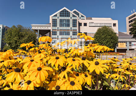 Black Eyed Susans che fiorisce in Town Square Park dall'Alaska centro per le Arti dello spettacolo nel centro cittadino di Anchorage in Alaska,. Foto Stock