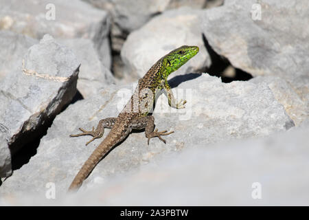 West Iberian Rock Lizard (Iberolacerta monticola) Foto Stock