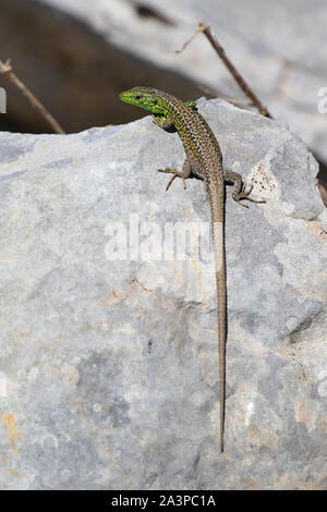 West Iberian Rock Lizard (Iberolacerta monticola) Foto Stock