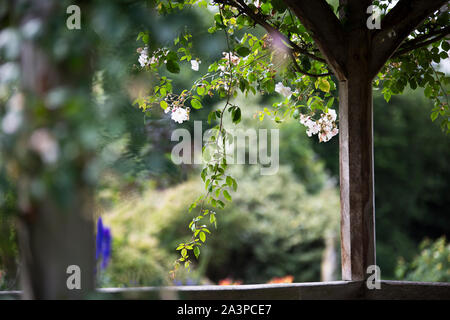 Close up di nozze giardino gazebo coperto di fiori e viti Foto Stock