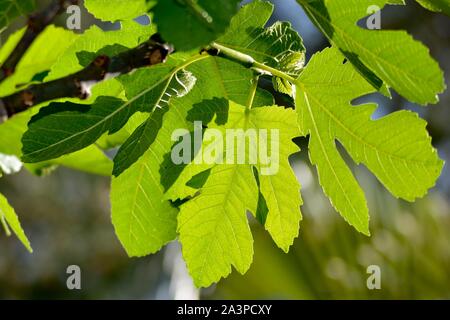 Bagno turco piante, foglie e tutti gli alberi che si trovano in abbondanza sulla costa meridionale della Turchia nel e intorno al Mediterraneo resort di Alanya Foto Stock