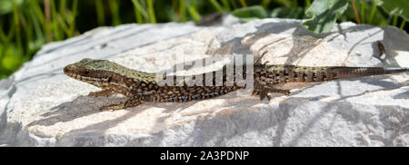 Comune di lucertola muraiola (Podarcis muralis) crogiolarvi al sole su una roccia Foto Stock