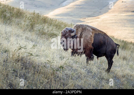 Un grande bison lambisce sull'erba presso il National Elk e gamma di bisonte in Montana. Foto Stock