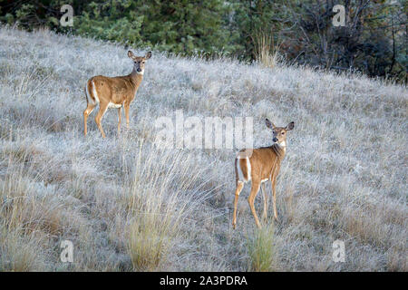 Due stand di cervo sul lato di una collina presso il National Elk e gamma di bisonte in Montana. Foto Stock