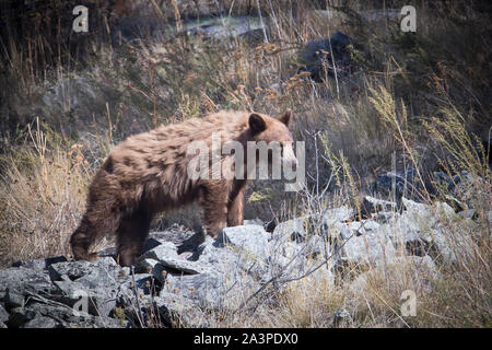 Un grande orso bruno meraviglie intorno ad una parte del National Elk e gamma di bisonte in Montana. Foto Stock