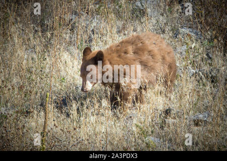 Un grande orso bruno meraviglie intorno ad una parte del National Elk e gamma di bisonte in Montana. Foto Stock