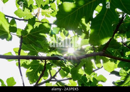 Bagno turco piante, foglie e tutti gli alberi che si trovano in abbondanza sulla costa meridionale della Turchia nel e intorno al Mediterraneo resort di Alanya Foto Stock