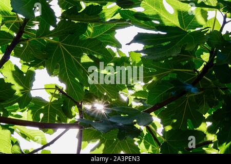 Bagno turco piante, foglie e tutti gli alberi che si trovano in abbondanza sulla costa meridionale della Turchia nel e intorno al Mediterraneo resort di Alanya Foto Stock