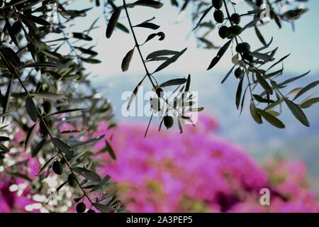 Bagno turco piante, foglie e tutti gli alberi che si trovano in abbondanza sulla costa meridionale della Turchia nel e intorno al Mediterraneo resort di Alanya Foto Stock