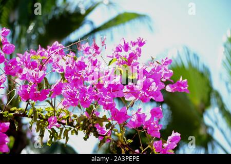 Bagno turco piante, foglie e tutti gli alberi che si trovano in abbondanza sulla costa meridionale della Turchia nel e intorno al Mediterraneo resort di Alanya Foto Stock