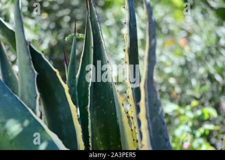 Bagno turco piante, foglie e tutti gli alberi che si trovano in abbondanza sulla costa meridionale della Turchia nel e intorno al Mediterraneo resort di Alanya Foto Stock