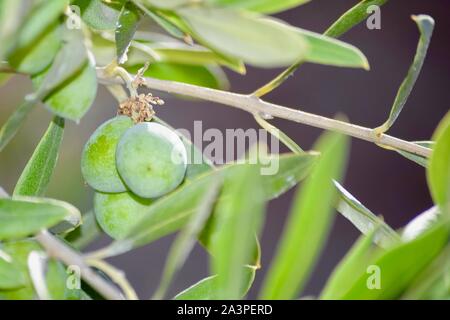 Bagno turco piante, foglie e tutti gli alberi che si trovano in abbondanza sulla costa meridionale della Turchia nel e intorno al Mediterraneo resort di Alanya Foto Stock