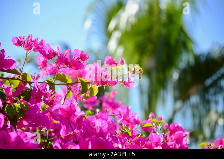 Bagno turco piante, foglie e tutti gli alberi che si trovano in abbondanza sulla costa meridionale della Turchia nel e intorno al Mediterraneo resort di Alanya Foto Stock