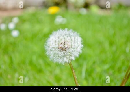 Bagno turco piante, foglie e tutti gli alberi che si trovano in abbondanza sulla costa meridionale della Turchia nel e intorno al Mediterraneo resort di Alanya Foto Stock