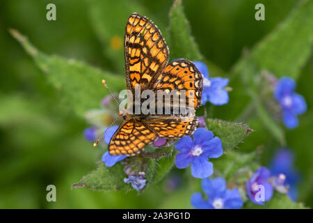 Marsh Fritillary (Euphydryas aurinia) alimentazione sul verde Alkanet (Pentaglottis sempervirens) Fiori Foto Stock