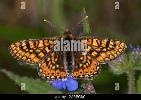 Marsh Fritillary (Euphydryas aurinia) alimentazione sul verde Alkanet (Pentaglottis sempervirens) Fiori Foto Stock