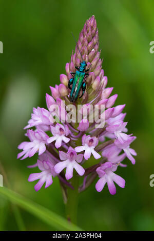 Maschio a gonfie thighed Beetle (Oedemera nobilis) sul picco di fiori di orchidea piramidale (Anacamptis pyramidalis) Foto Stock