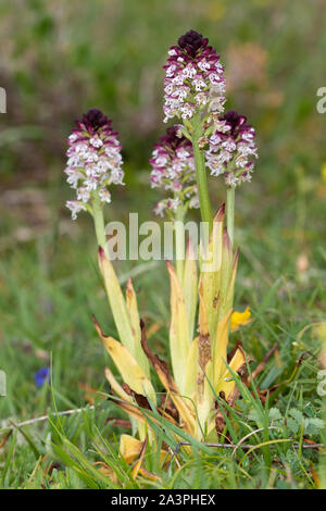 Masterizzati con punta di orchidea (Neotinea ustulata) Foto Stock