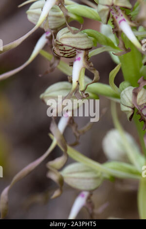 Close-up di Lizard Orchid (Himantoglossum hircinum) broccoli Foto Stock