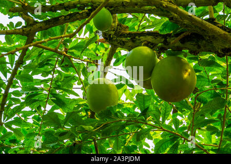 Ramo di albero con grandi frutti di un albero calabash, popolare tropicale di piante fruttifere, specie esotiche dall America Foto Stock
