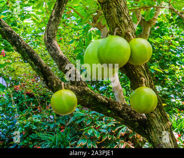 Calabash cuscinetto albero di grandi frutti tropicali piante fruttifere, specie esotiche provenienti da America, sullo sfondo della natura Foto Stock