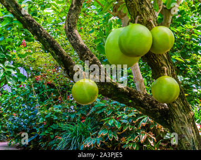 Calabash cuscinetto albero di grandi frutti tropicali famose piante fruttifere, specie esotiche dall America Foto Stock