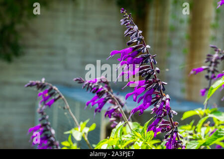 La Salvia amistad, cultivar di salvia specie provenienti da Europa, pianta erbacea specie Foto Stock