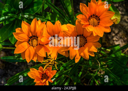 Bella vista dettagliata del tesoro arancio fiori, pianta annuale specie provenienti da Africa, popolare di fiori ornamentali in orticoltura Foto Stock